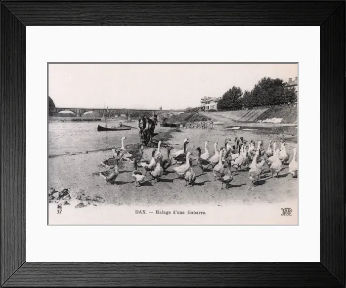 Framed Print : Dax, France - Hauling a Barge Framed Print : Dax, France - Hauling a Barge