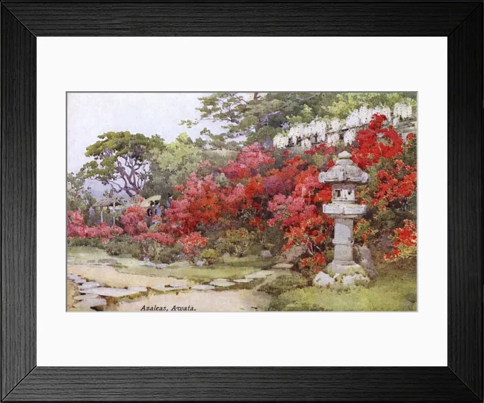 Framed Print : Azaleas, Awata, Japan