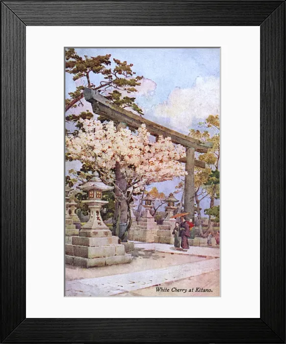 Framed Print : Cherry Blossom at Kitano Tenmangu, Kamigyo-ku, Kyoto, Japan Framed Print : Cherry Blossom at Kitano Tenmangu, Kamigyo-ku, Kyoto, Japan