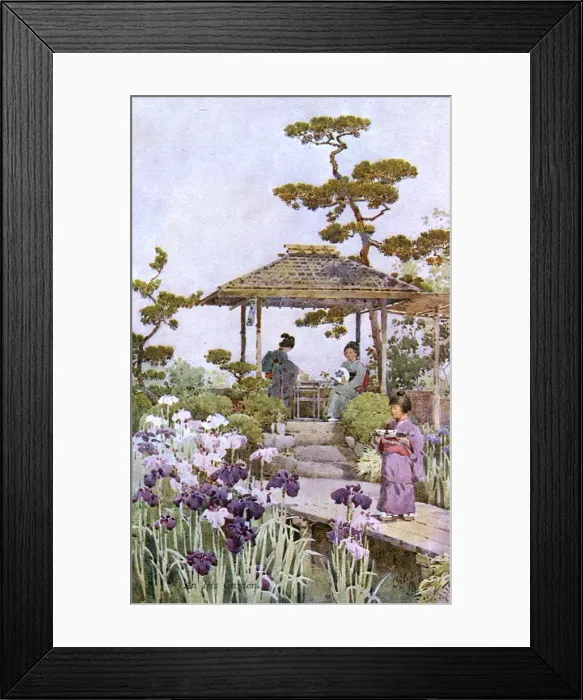Framed Print : Horikiri Iris Garden, Katsuhika ward, Tokyo Framed Print : Horikiri Iris Garden, Katsuhika ward, Tokyo