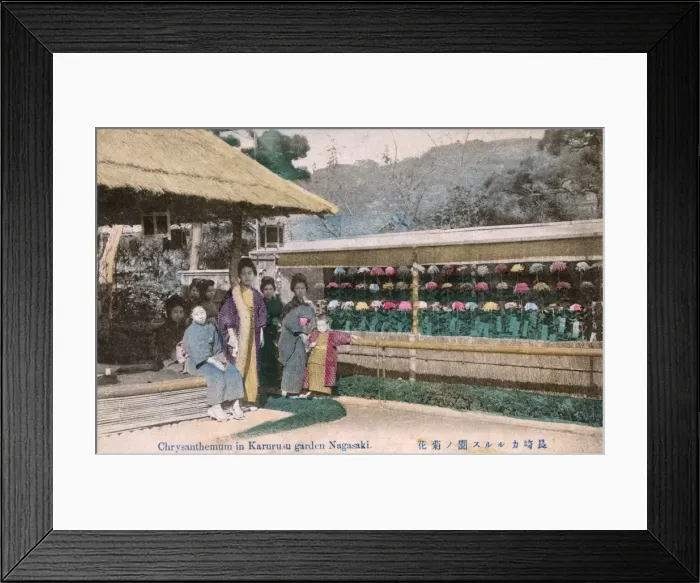 Framed Print : Chrysanthemum blooms - Karurusu Garden, Nagasaki, Japan Framed Print : Chrysanthemum blooms - Karurusu Garden, Nagasaki, Japan