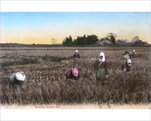 Japanese Scene - Harvesting rice in a paddy field