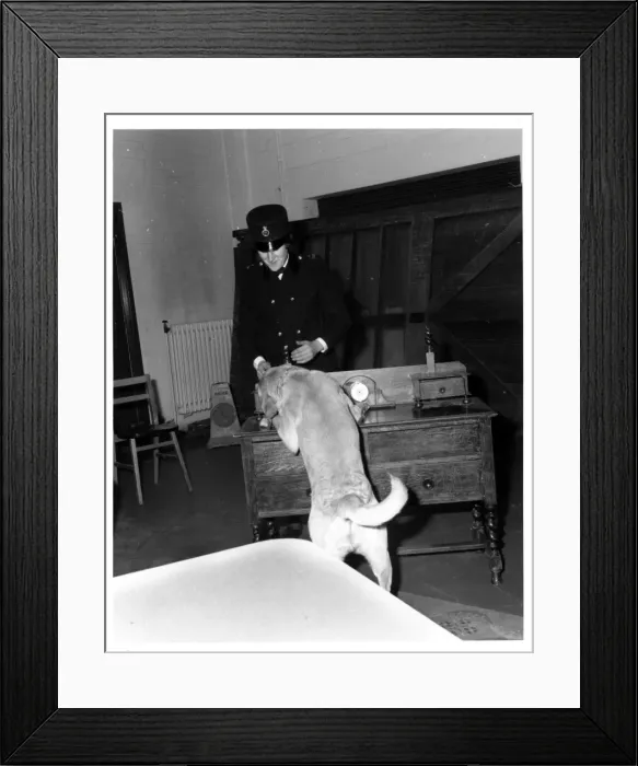 Framed Print : Woman police dog handler with drug sniffer dog, London Framed Print : Woman police dog handler with drug sniffer dog, London