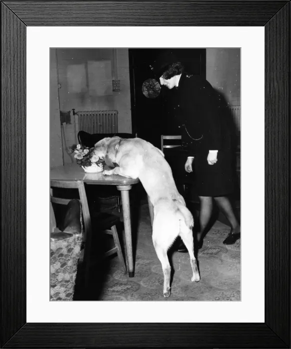 Framed Print : Woman police dog handler with drug sniffer dog, London Framed Print : Woman police dog handler with drug sniffer dog, London