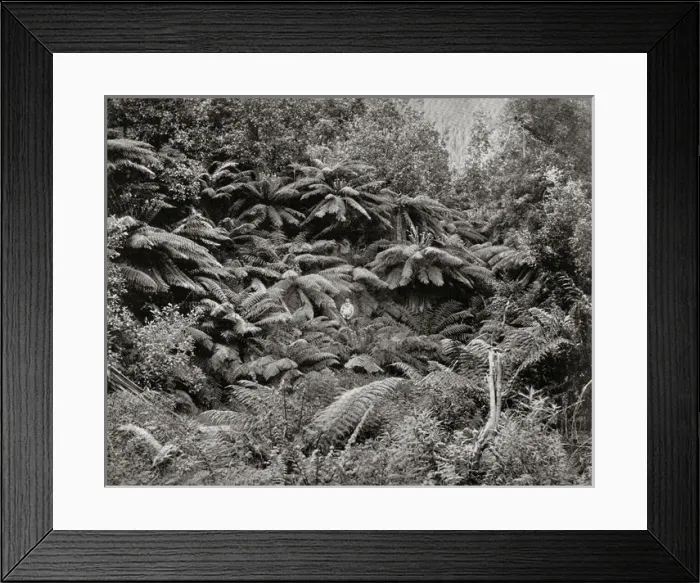 Framed Print : Fern Tree Valley, Mount Wellington, Tasmania, Australia Framed Print : Fern Tree Valley, Mount Wellington, Tasmania, Australia