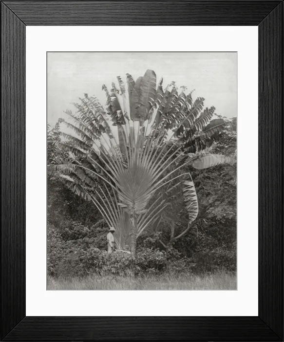 Framed Print : Travellers Palm, Jamaica Framed Print : Travellers Palm, Jamaica