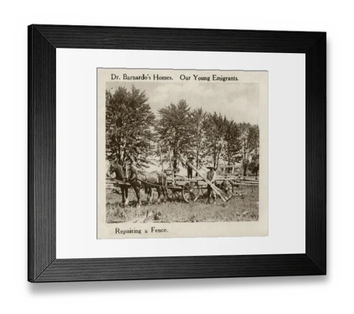 Framed Print : Barnardos Emigrants in Canada - repairing a fence Framed Print : Barnardos Emigrants in Canada - repairing a fence