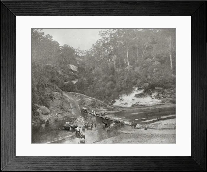 Framed Print : Cattle at Richmond River, New South Wales Framed Print : Cattle at Richmond River, New South Wales