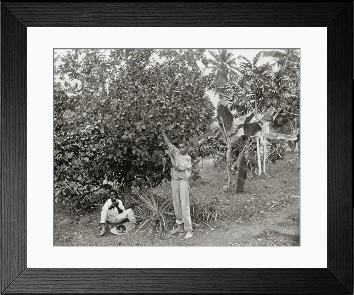 Framed Print : Orange-picking in Jamaica Framed Print : Orange-picking in Jamaica