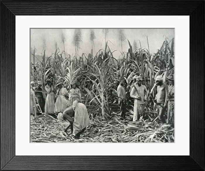 Framed Print : Cane Cutters in Jamaica Framed Print : Cane Cutters in Jamaica
