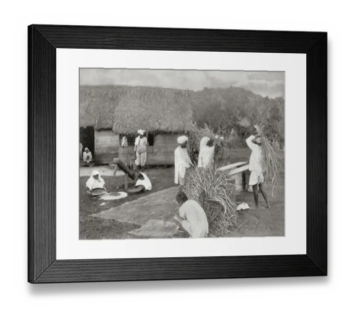 Framed Print : Workers Preparing Rice in Jamaica Framed Print : Workers Preparing Rice in Jamaica