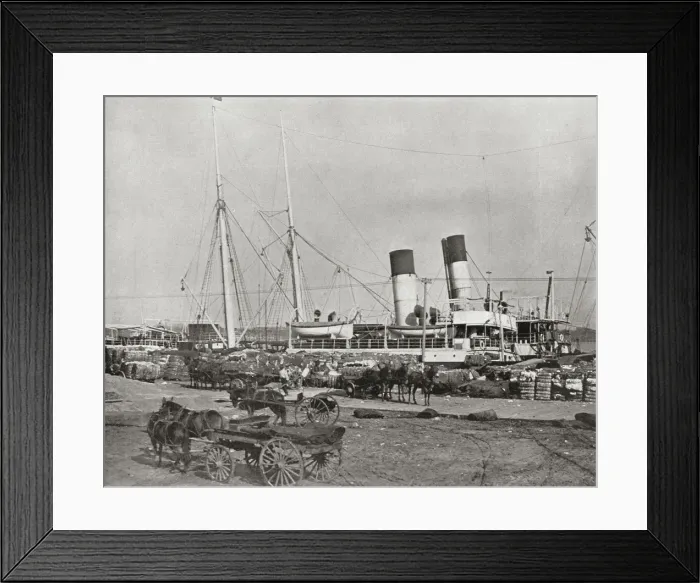 Framed Print : Mississippi Cotton Steamer, New Orleans, Louisiana, USA Framed Print : Mississippi Cotton Steamer, New Orleans, Louisiana, USA