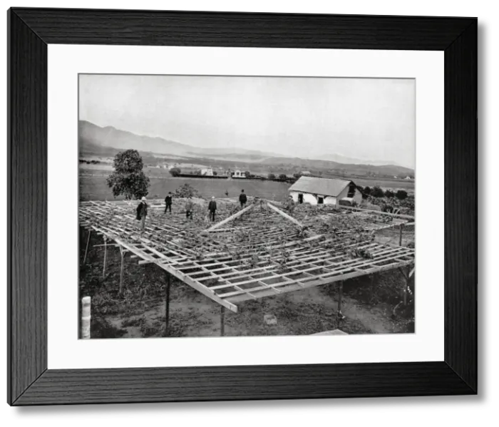 Framed Print : Big Grape Vine near Santa Barbara, California, USA Framed Print : Big Grape Vine near Santa Barbara, California, USA