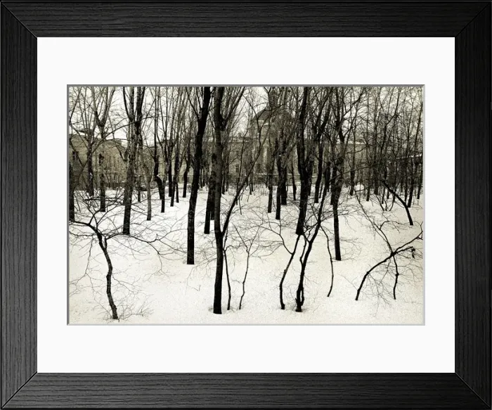 Framed Print : Winter birch trees, Moscow Framed Print : Winter birch trees, Moscow