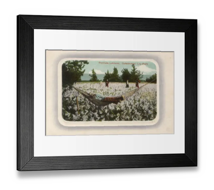 Framed Print : Bermuda Labourer - Outerbridges Lily Field Framed Print : Bermuda Labourer - Outerbridges Lily Field
