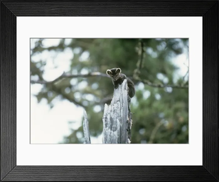 Framed Print : Sable - on tree stump Framed Print : Sable - on tree stump