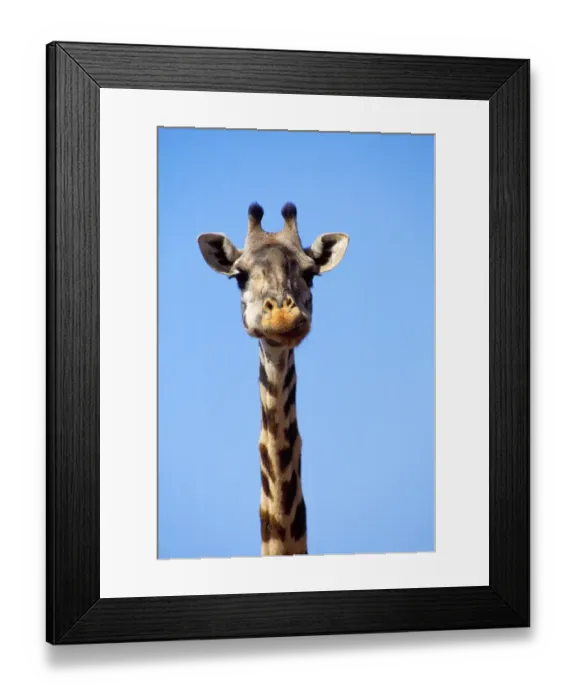Framed Print : Giraffe close-up of head and neck, chewing Framed Print : Giraffe close-up of head and neck, chewing