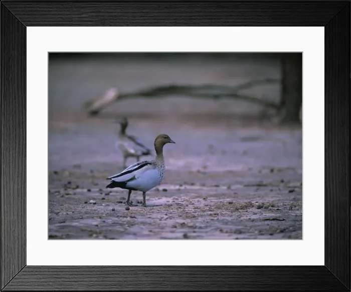 Framed Print : Australian Wood Duck Framed Print : Australian Wood Duck