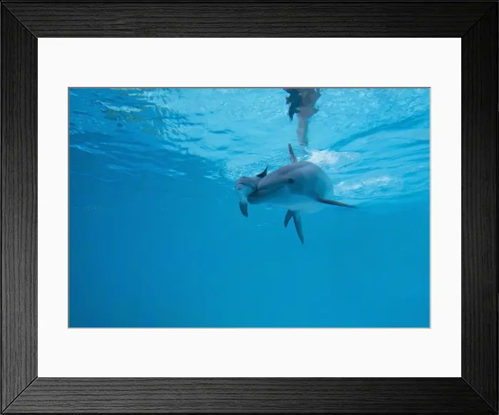 Framed Print : Bottlenose Dolphin Framed Print : Bottlenose Dolphin
