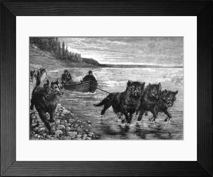 Framed Print : Siberian postman, boat hauled by dogs Framed Print : Siberian postman, boat hauled by dogs