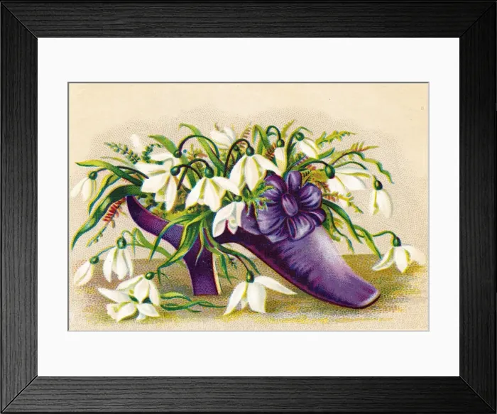 Framed Print : Snowdrops growing in a shoe on a greetings card Framed Print : Snowdrops growing in a shoe on a greetings card