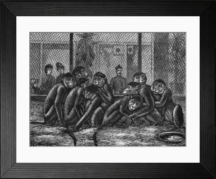 Framed Print : A Cold Day at the Zoo Framed Print : A Cold Day at the Zoo