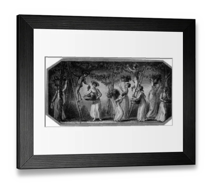 Framed Print : Men and women picking fruit in an orchard Framed Print : Men and women picking fruit in an orchard