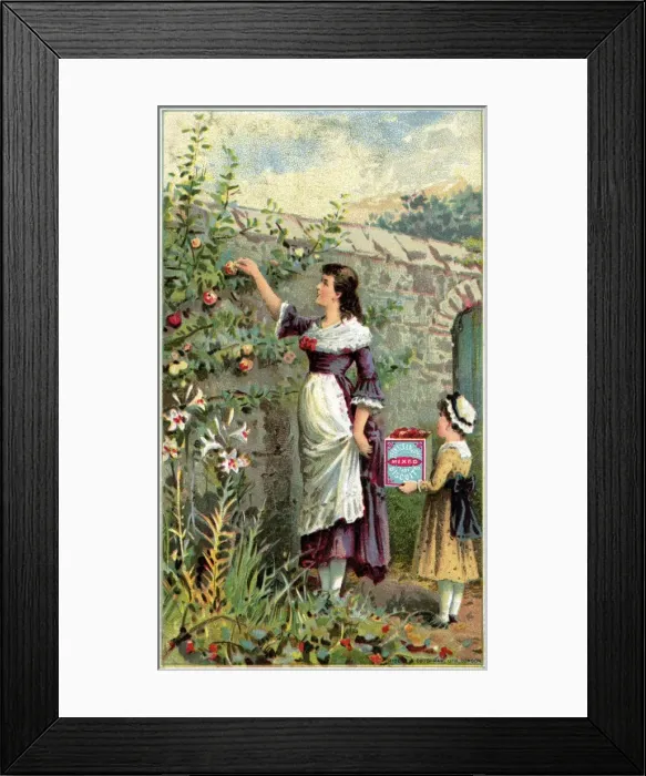 Framed Print : Peek Frean Biscuits advertising trade card - Picking Apples Framed Print : Peek Frean Biscuits advertising trade card - Picking Apples