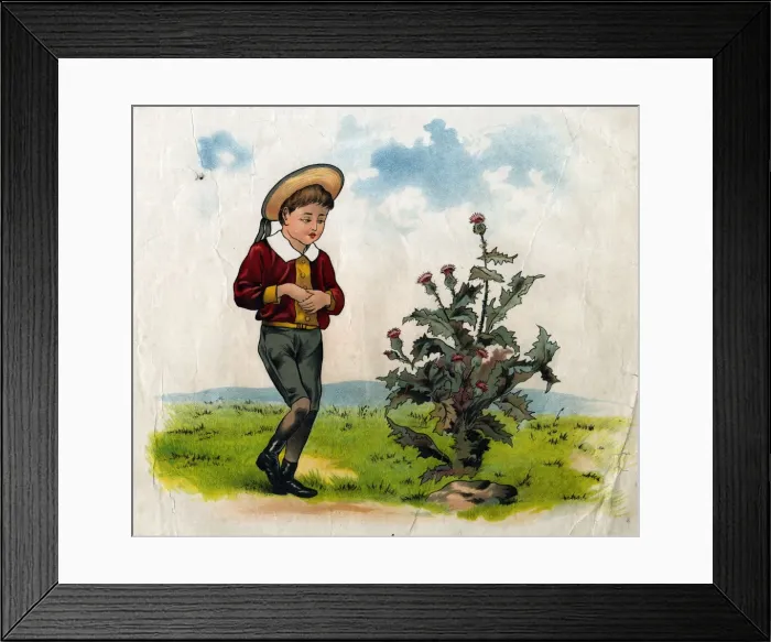 Framed Print : Simple Simon with thistle Framed Print : Simple Simon with thistle