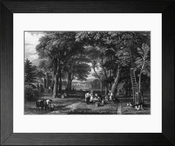 Framed Print : Walnut Gathering near Richmond Bridge Framed Print : Walnut Gathering near Richmond Bridge
