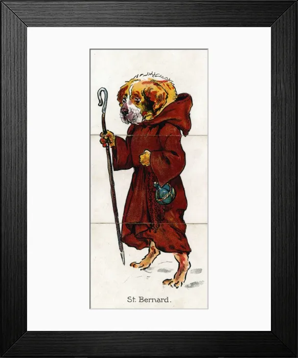 Framed Print : Zoological Misfitz - St Bernard dog Framed Print : Zoological Misfitz - St Bernard dog