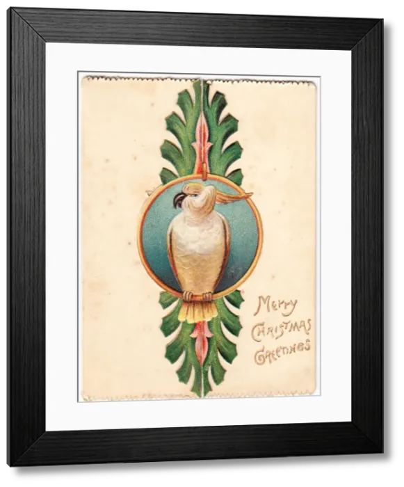 Framed Print : Cockatoo on a Christmas card Framed Print : Cockatoo on a Christmas card