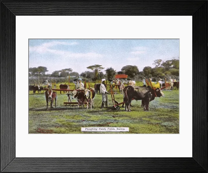 Framed Print : Myanmar - Ploughing Paddy Fields with teams of Oxen Framed Print : Myanmar - Ploughing Paddy Fields with teams of Oxen