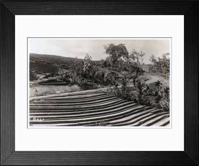 Framed Print : Sculptured field in Bali, Indonesia Framed Print : Sculptured field in Bali, Indonesia