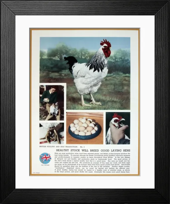Framed Print : WW2 poster, Healthy stock will breed good laying hens Framed Print : WW2 poster, Healthy stock will breed good laying hens
