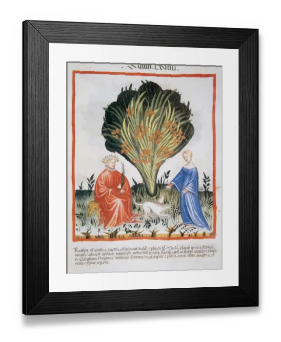Framed Print : Tacuinum Sanitatis. Late XIV century. Couple next to date pa Framed Print : Tacuinum Sanitatis. Late XIV century. Couple next to date pa