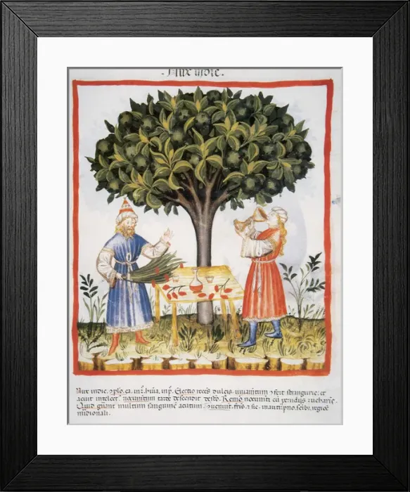 Framed Print : Tacuinum Sanitatis. Late XIV century. Developing liquor with Framed Print : Tacuinum Sanitatis. Late XIV century. Developing liquor with