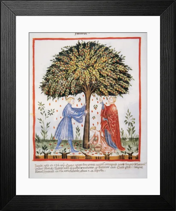 Framed Print : Tacuinum Sanitatis. Late XIV century. Picking the jujube fr Framed Print : Tacuinum Sanitatis. Late XIV century. Picking the jujube fr