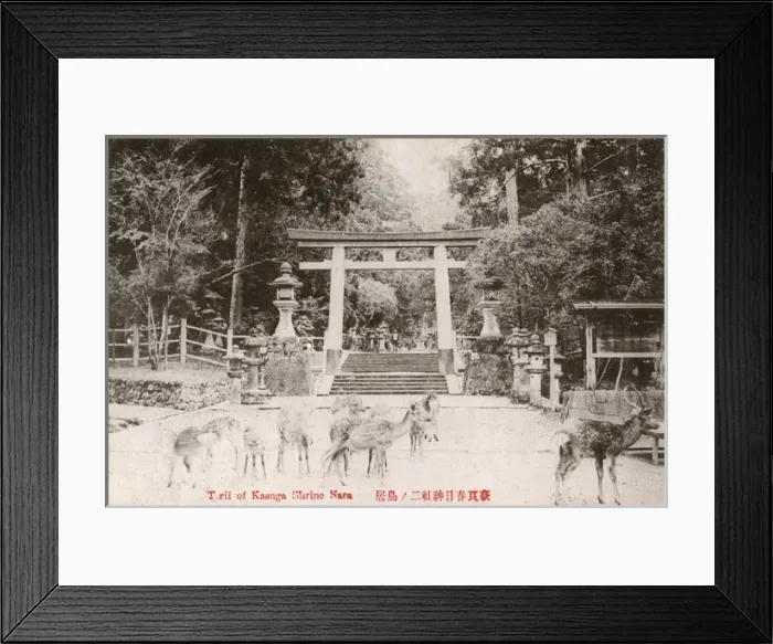 Framed Print : Shinto Kasuga Shrine at Nara, Japan - The Deer Park Framed Print : Shinto Kasuga Shrine at Nara, Japan - The Deer Park