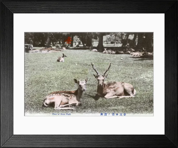Framed Print : Shinto Kasuga Shrine at Nara, Japan - The Deer Park Framed Print : Shinto Kasuga Shrine at Nara, Japan - The Deer Park