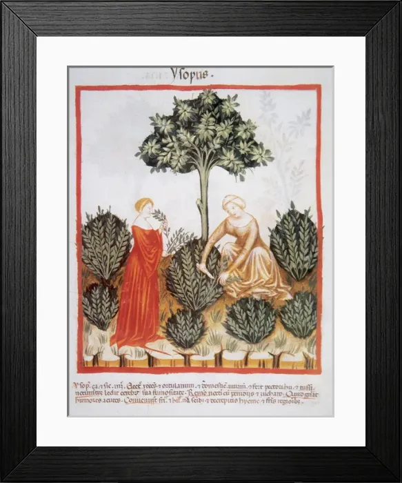 Framed Print : Tacuinum Sanitatis. Late XIV century. Women picking hyssop Framed Print : Tacuinum Sanitatis. Late XIV century. Women picking hyssop