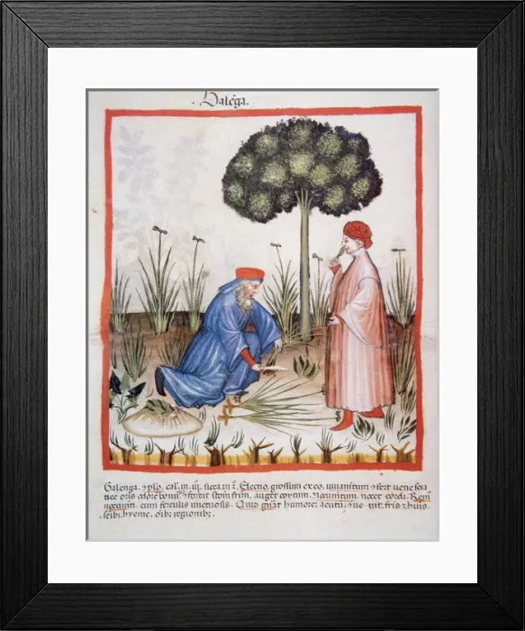 Framed Print : Tacuinum Sanitatis. Late XIV century. Men picking sedge Framed Print : Tacuinum Sanitatis. Late XIV century. Men picking sedge