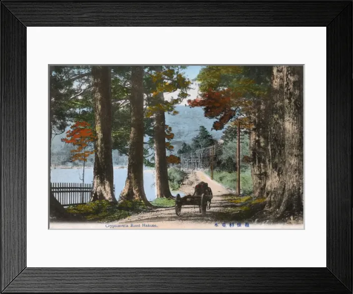 Framed Print : A Cedar (Cryptomeria) Avenue at Hakone, Japan Framed Print : A Cedar (Cryptomeria) Avenue at Hakone, Japan