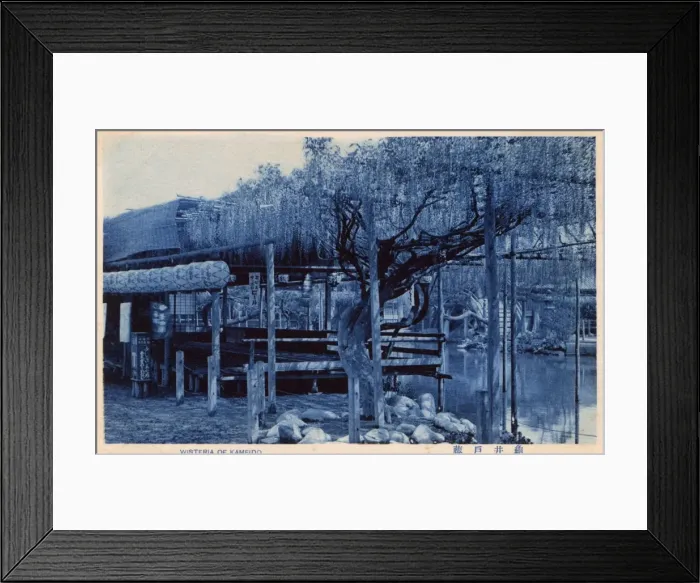Framed Print : Wisteria Blossom - Kameido Tenjin Shrine, Tokyo, Japan Framed Print : Wisteria Blossom - Kameido Tenjin Shrine, Tokyo, Japan