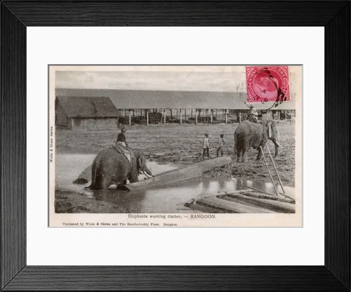 Framed Print : Myanmar - Yangon - Elephants moving timber Framed Print : Myanmar - Yangon - Elephants moving timber
