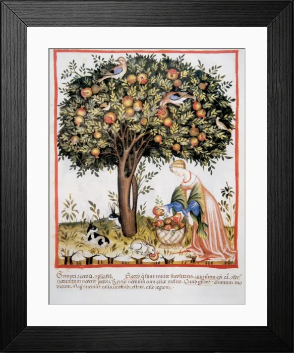 Framed Print : Tacuinum Sanitatis. Late XIV century. Picking bitter pomegra Framed Print : Tacuinum Sanitatis. Late XIV century. Picking bitter pomegra