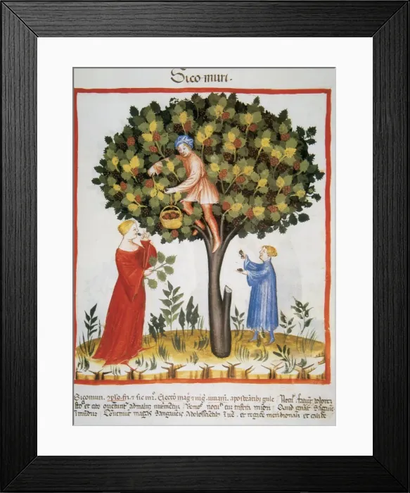 Framed Print : Tacuinum Sanitatis. Late XIV century. Picking mulberries Framed Print : Tacuinum Sanitatis. Late XIV century. Picking mulberries