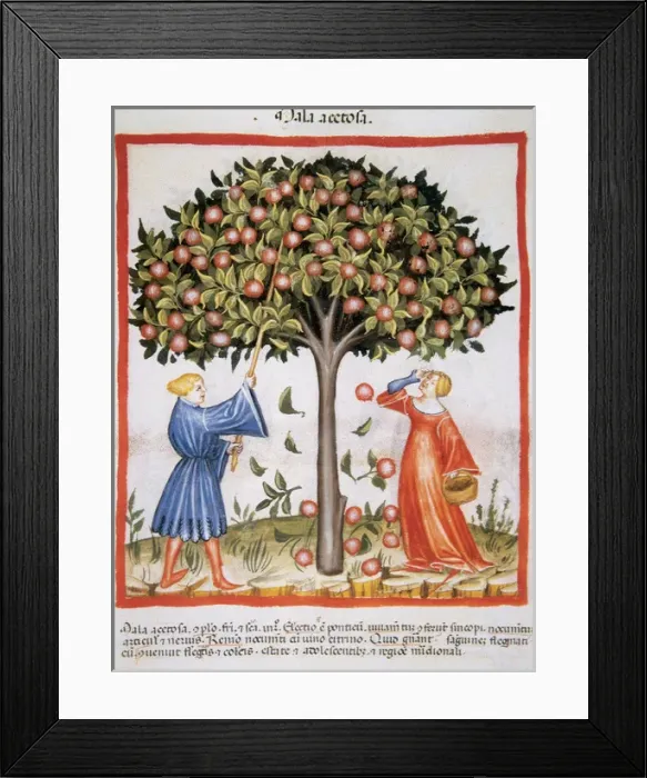 Framed Print : Tacuinum Sanitatis. Late XIV century. Picking tart apples Framed Print : Tacuinum Sanitatis. Late XIV century. Picking tart apples