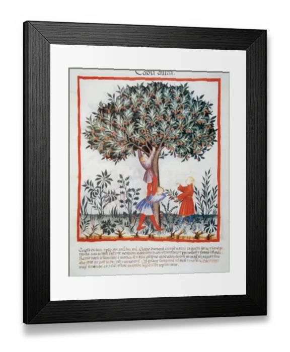 Framed Print : Tacuinum Sanitatis. Late XIV century. Picking sweet cherries Framed Print : Tacuinum Sanitatis. Late XIV century. Picking sweet cherries