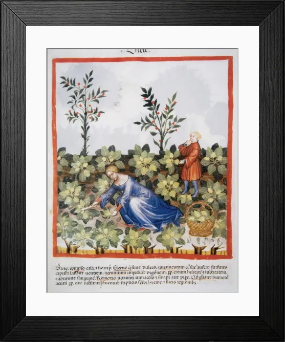 Framed Print : Tacuinum Sanitatis. Late 14th century. Woman picking chards Framed Print : Tacuinum Sanitatis. Late 14th century. Woman picking chards